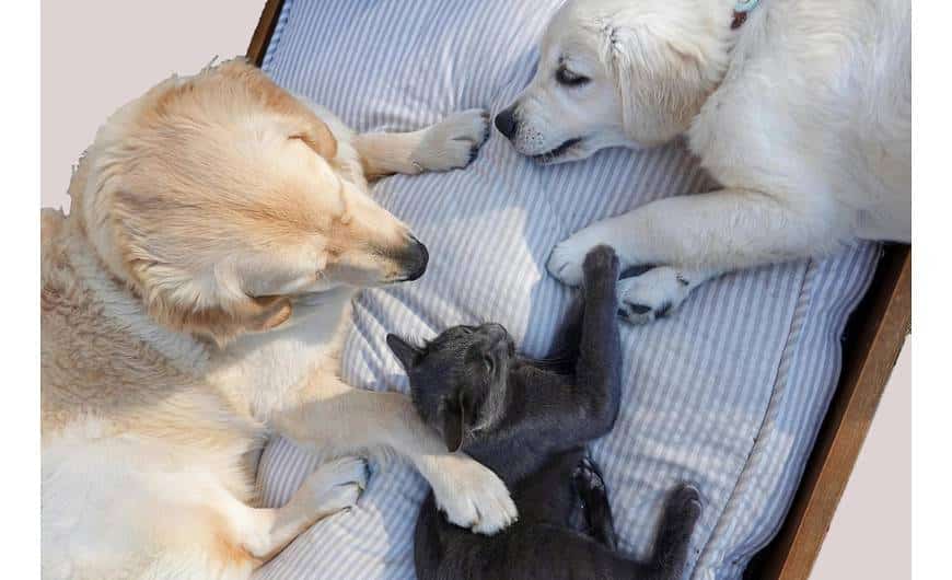 Aggodalmak a kutya és macska ivartalanítás kapcsán: mit érdemes tudni?