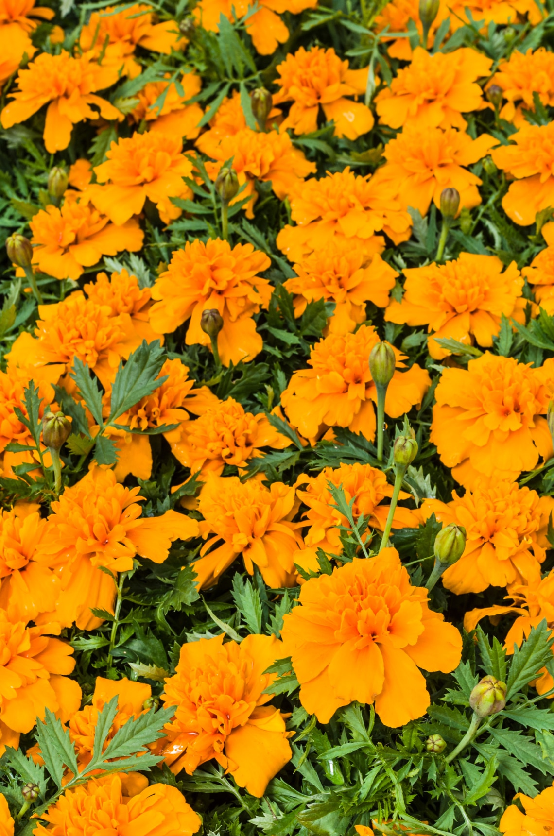 Bársonyvirág (Tagetes spp.)