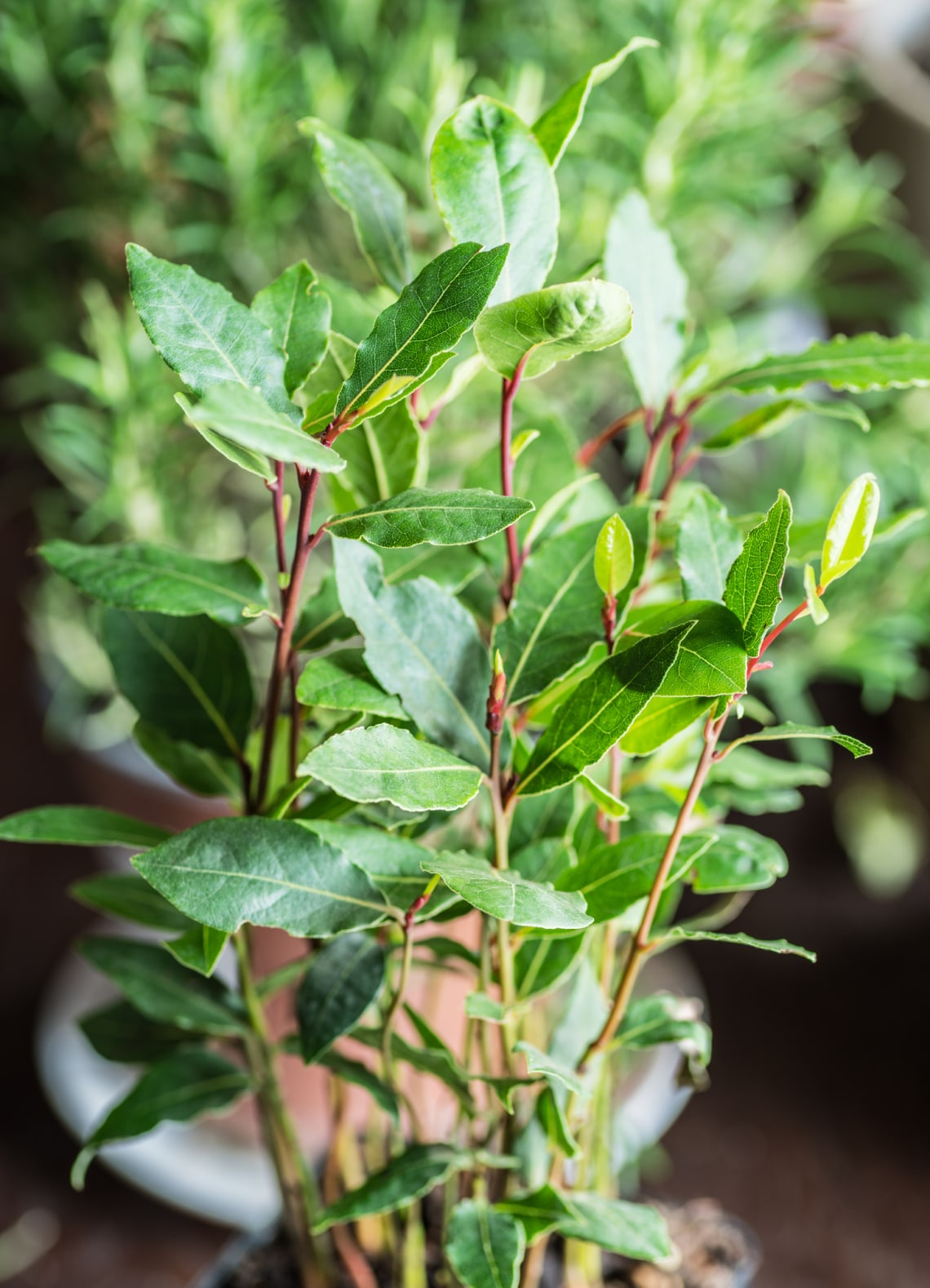 Nemes babér (Bay laurel)