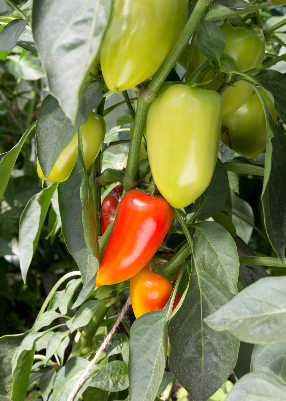 Milyen növények illenek mellé?