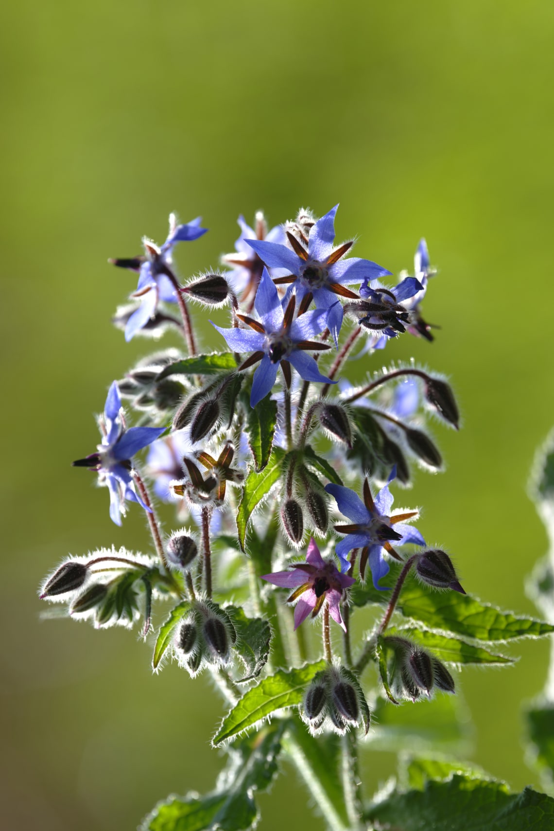 Borágó (Borago officinalis)