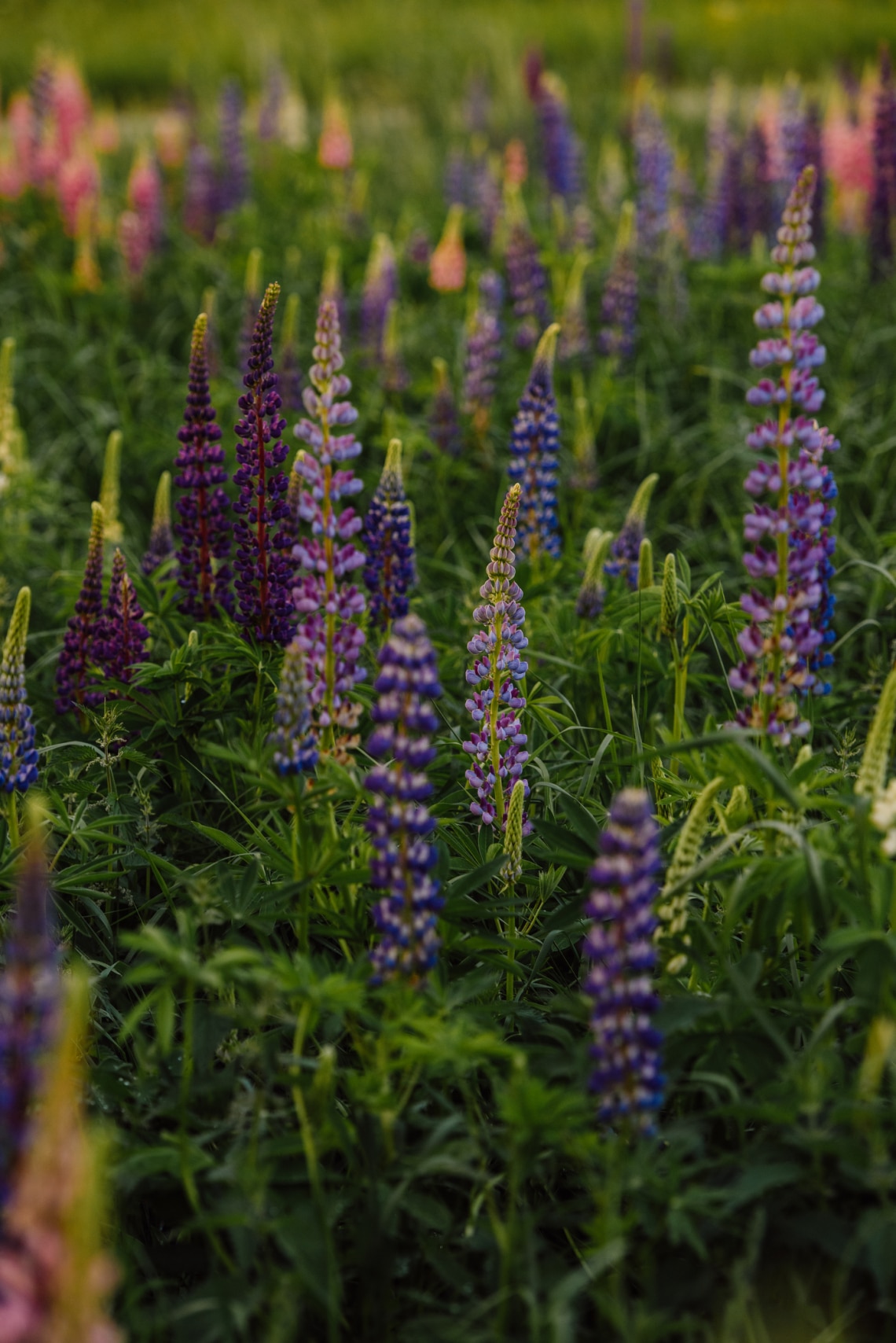 Csillagfürt (Lupinus perennis)