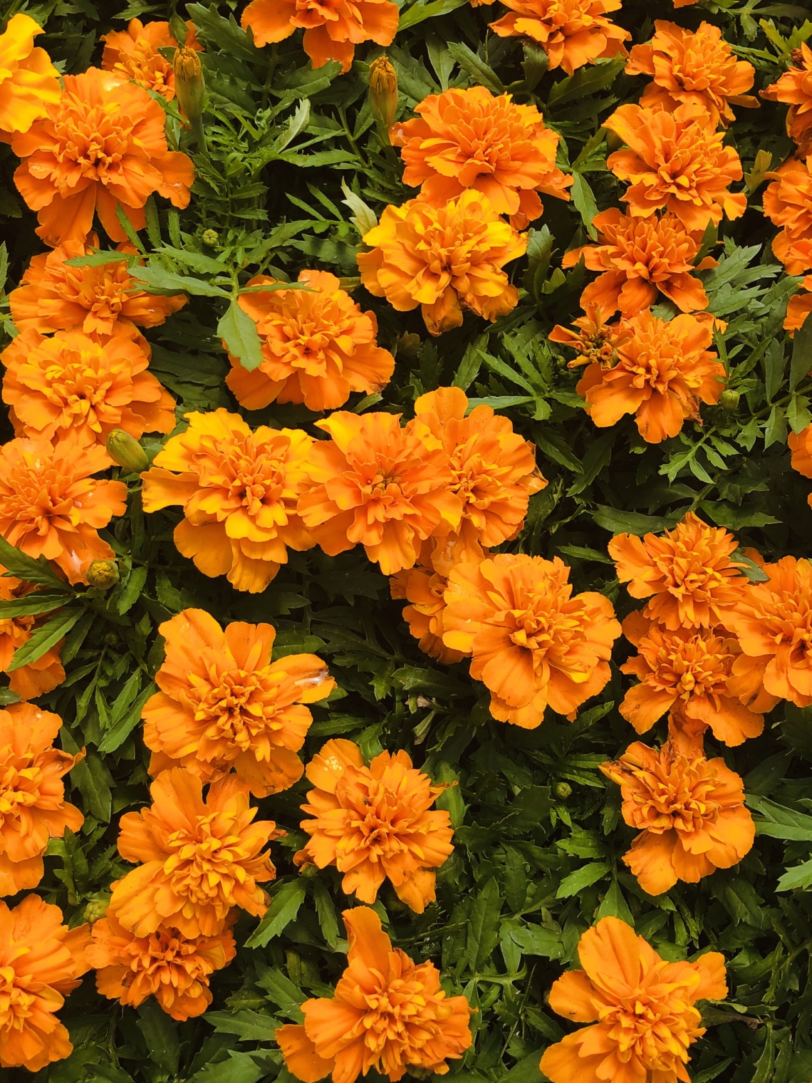 Bársonyvirág (Tagetes spp.)