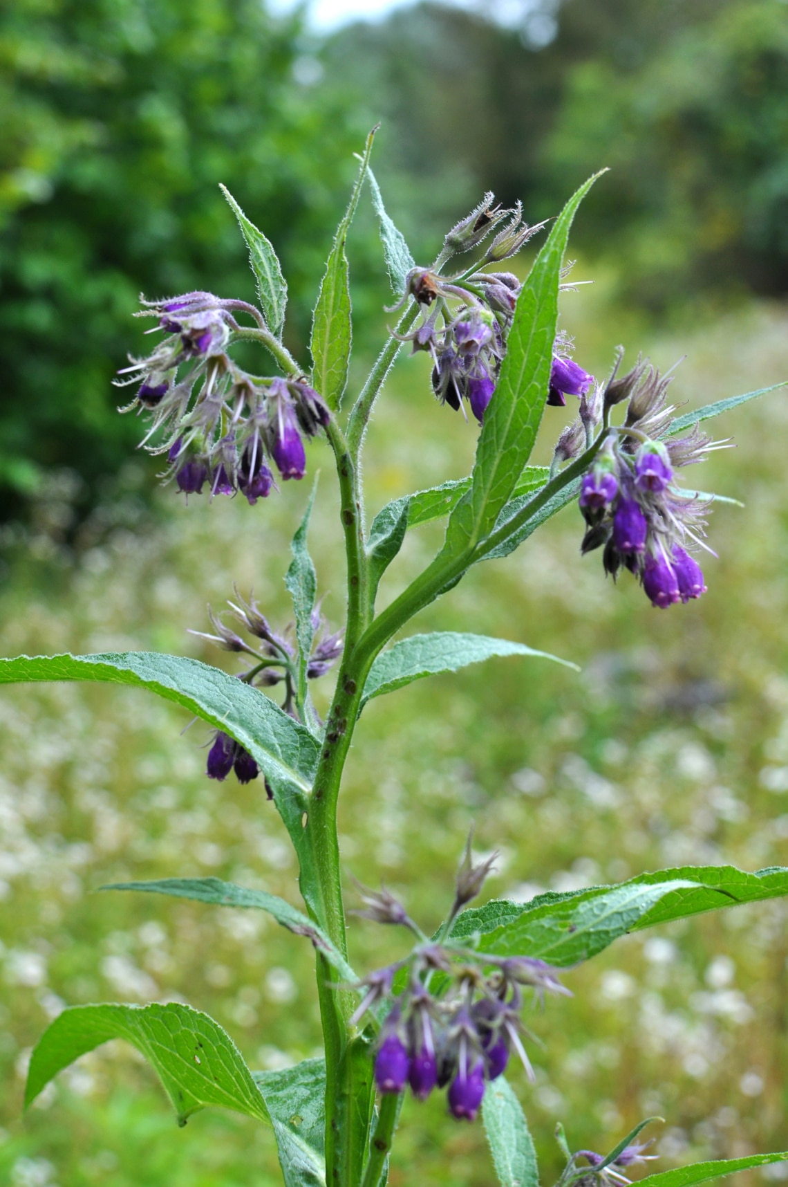 Fekete nadálytő (Symphytum officinale)