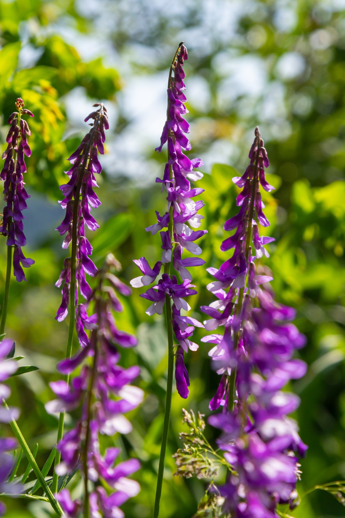 Szöszös bükköny (Vicia villosa)
