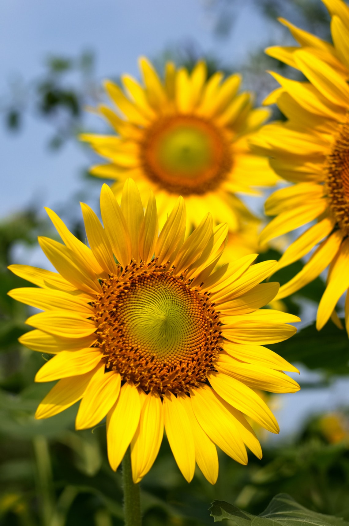 Napraforgó (Helianthus annuus)