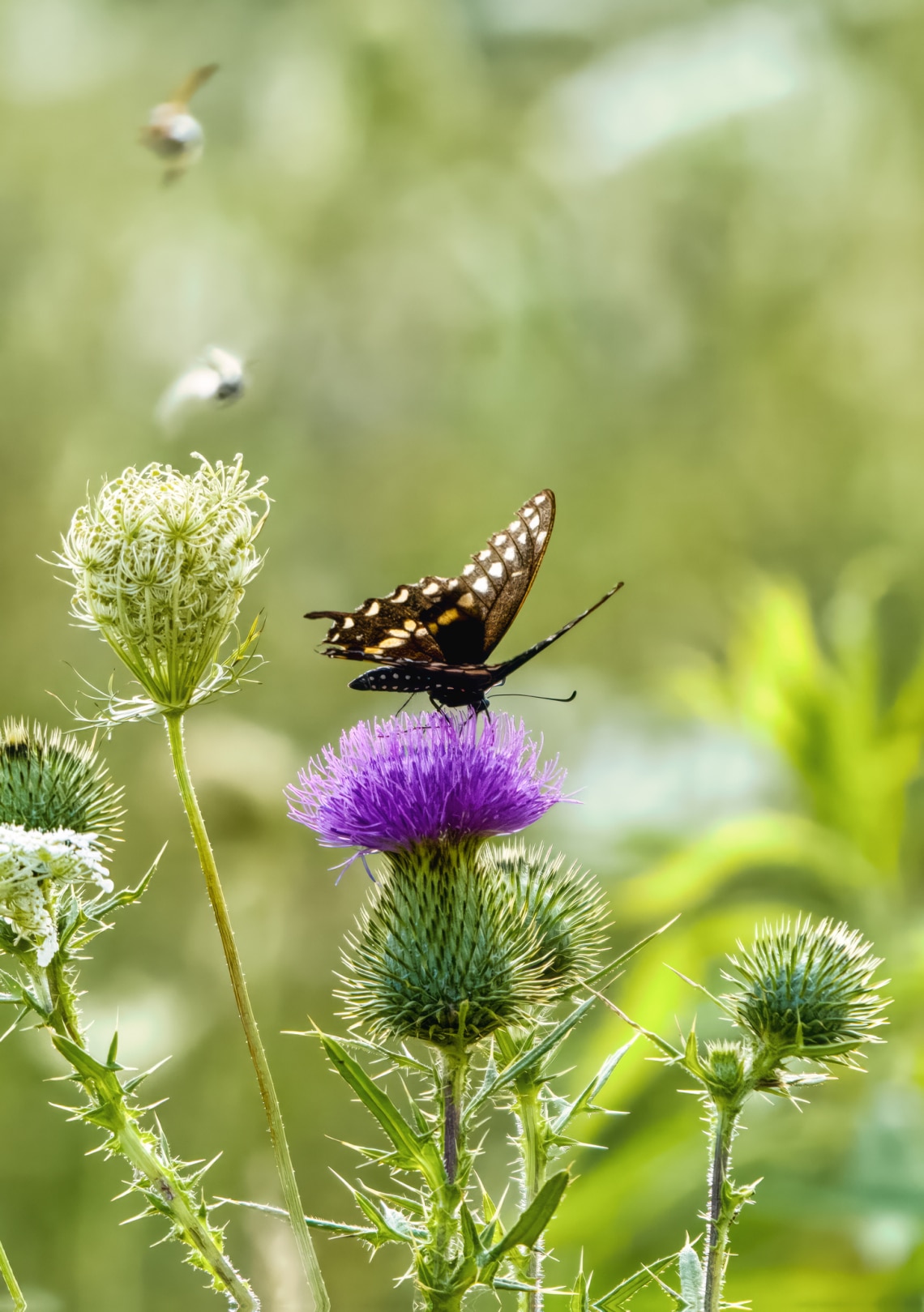 Máriatövis (Silybum marianum)