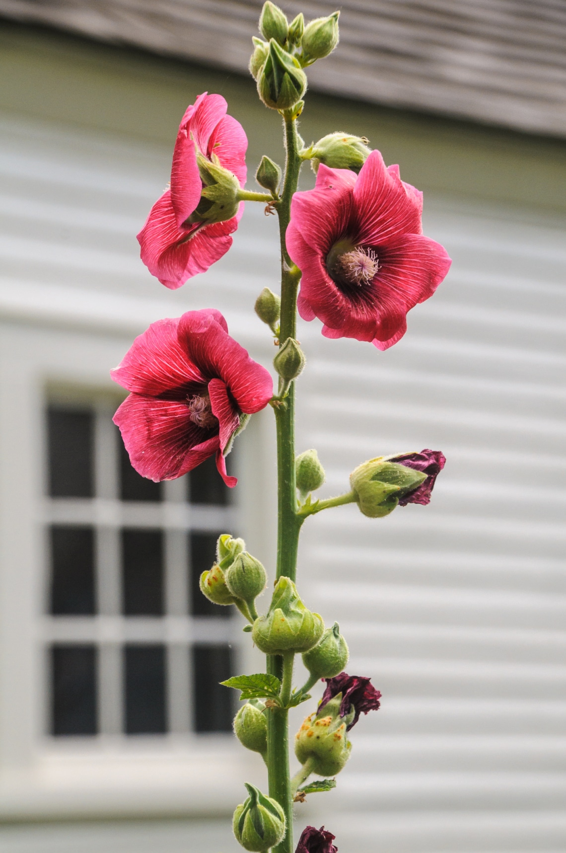 Papsajtmályva (Malva alcea)