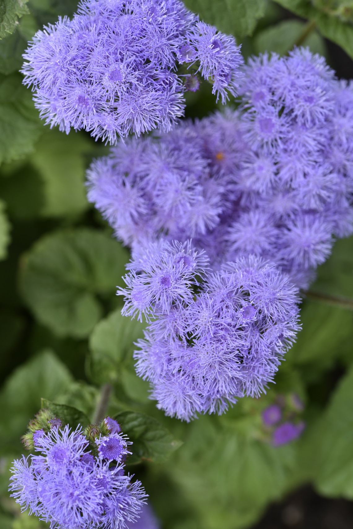 Bojtocska (Ageratum houstonianum)