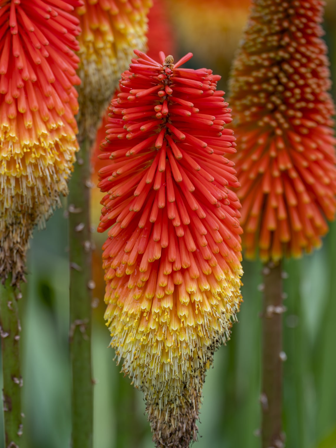 Fürtös fáklyaliliom (Kniphofia uvaria)