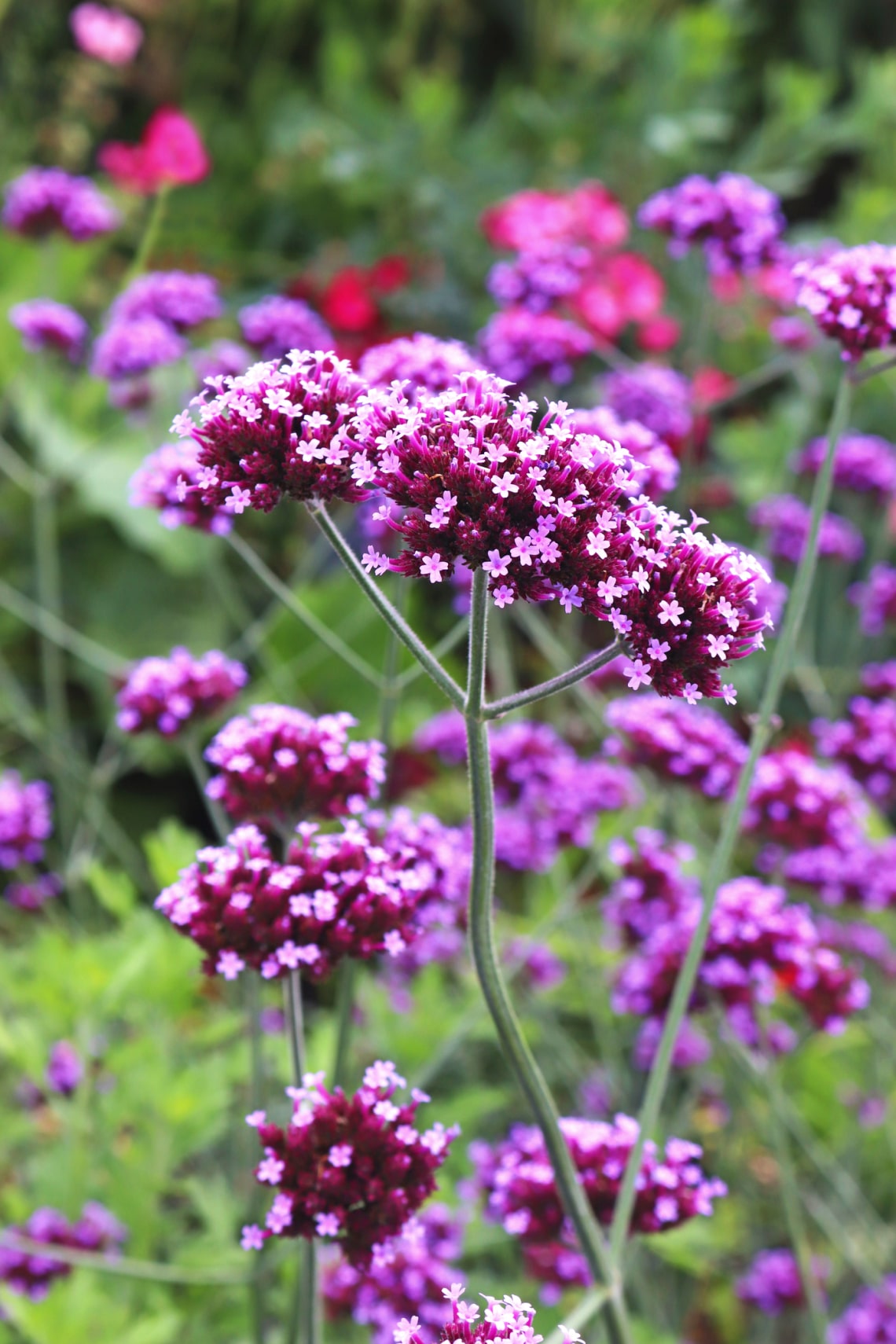 Ernyős verbéna (Verbena bonariensis)