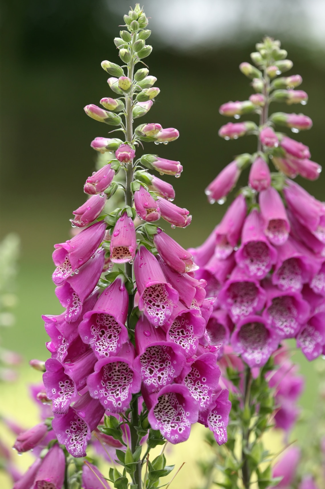 Piros gyűszűvirág (Digitalis purpurea)