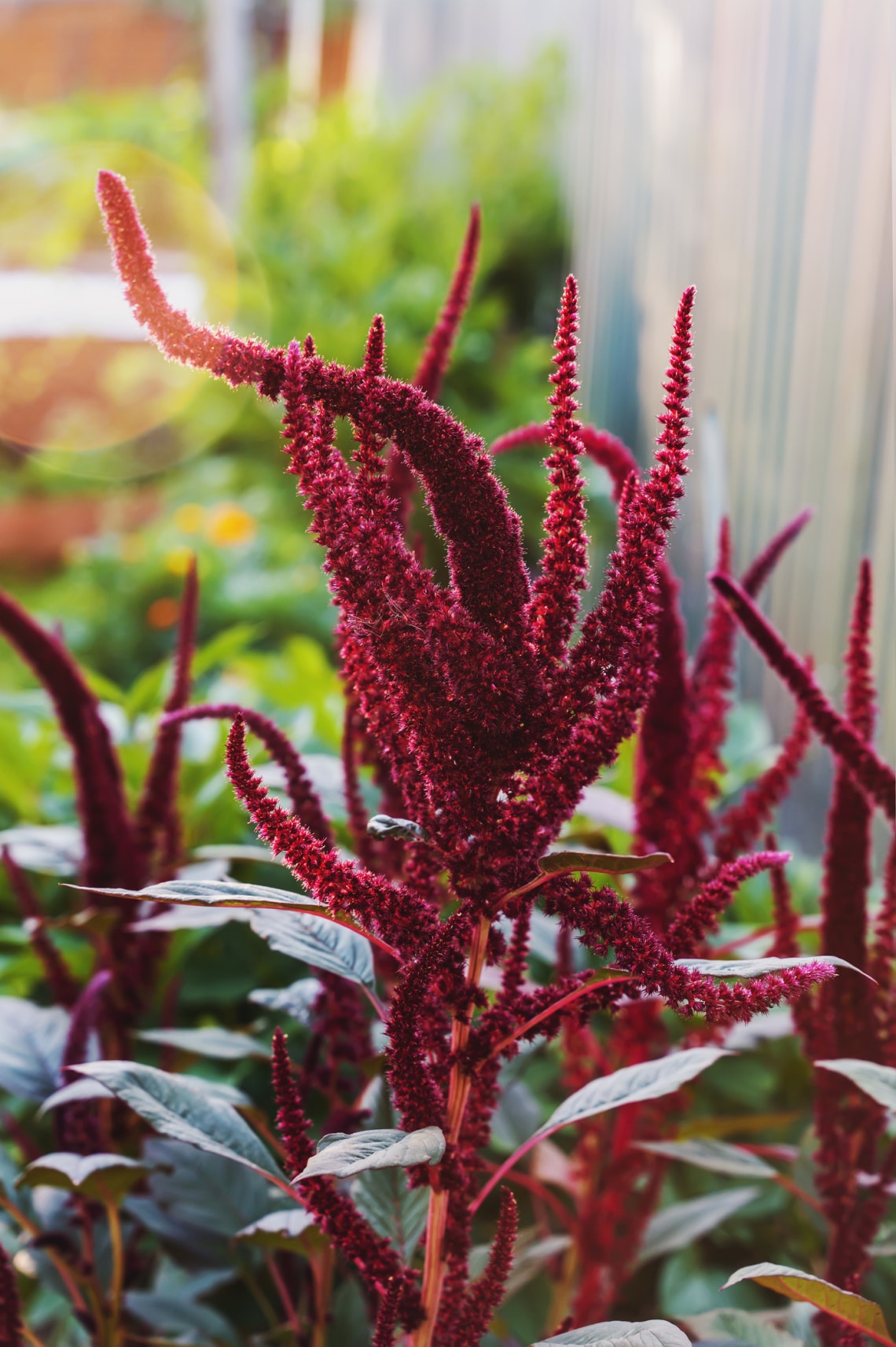 Amaránt (Amaranthus sp.)