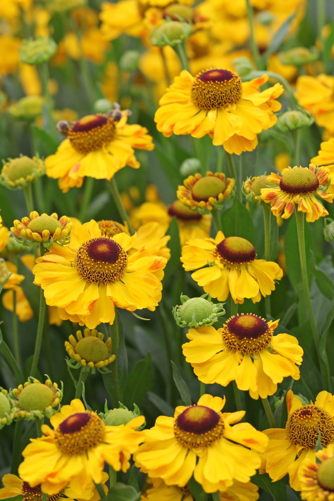 Őszi napfényvirág (Helenium autumnale)