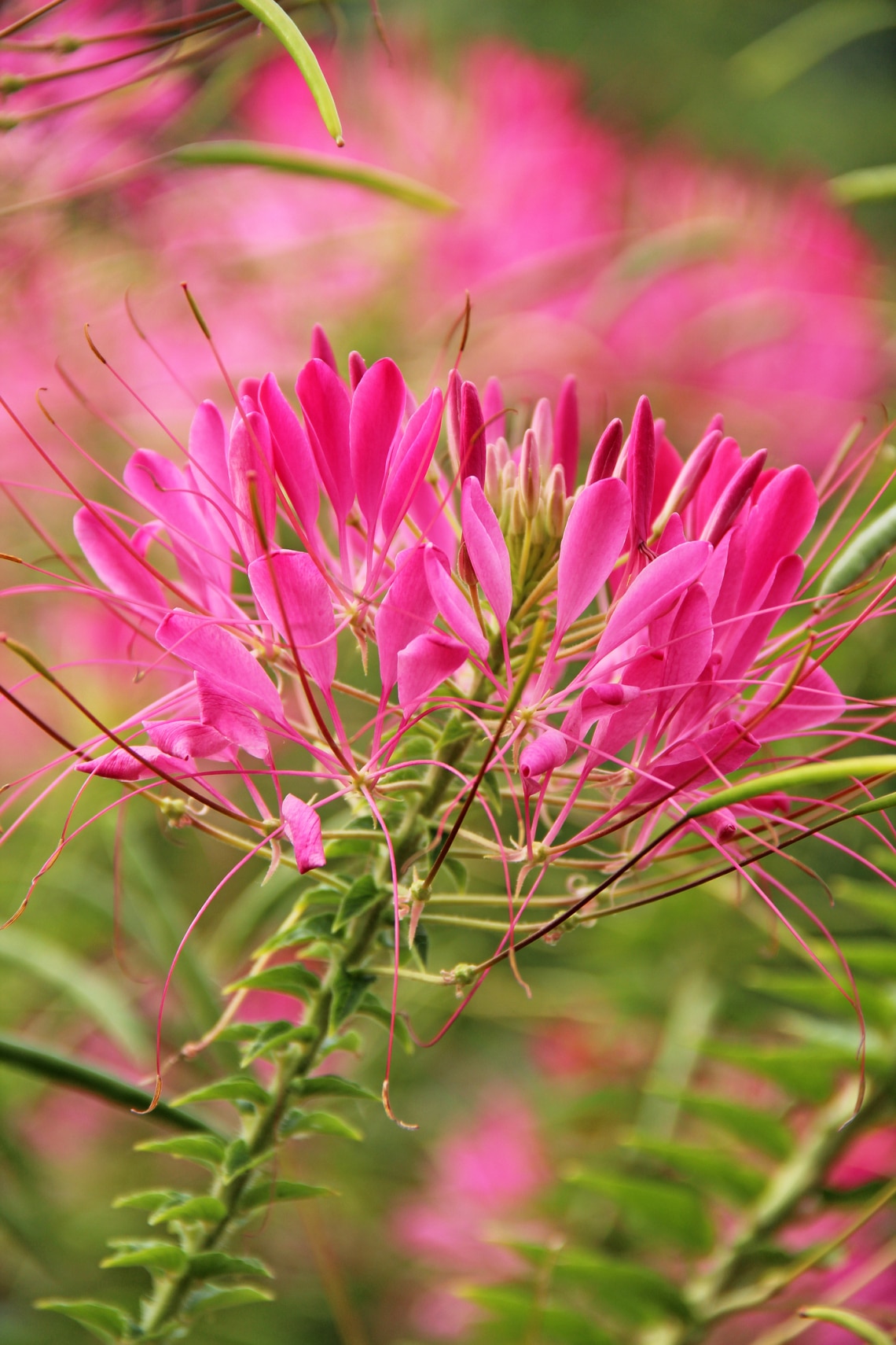 Kleopátra tűje (Cleome hassleriana)
