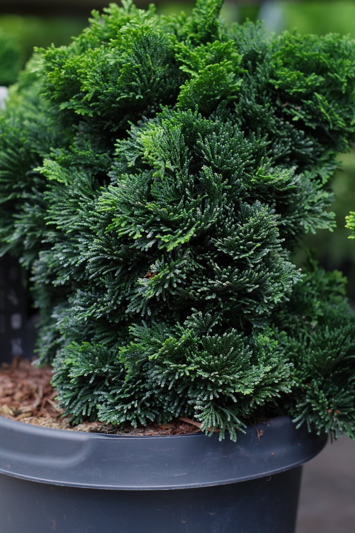 Hinoki hamisciprus