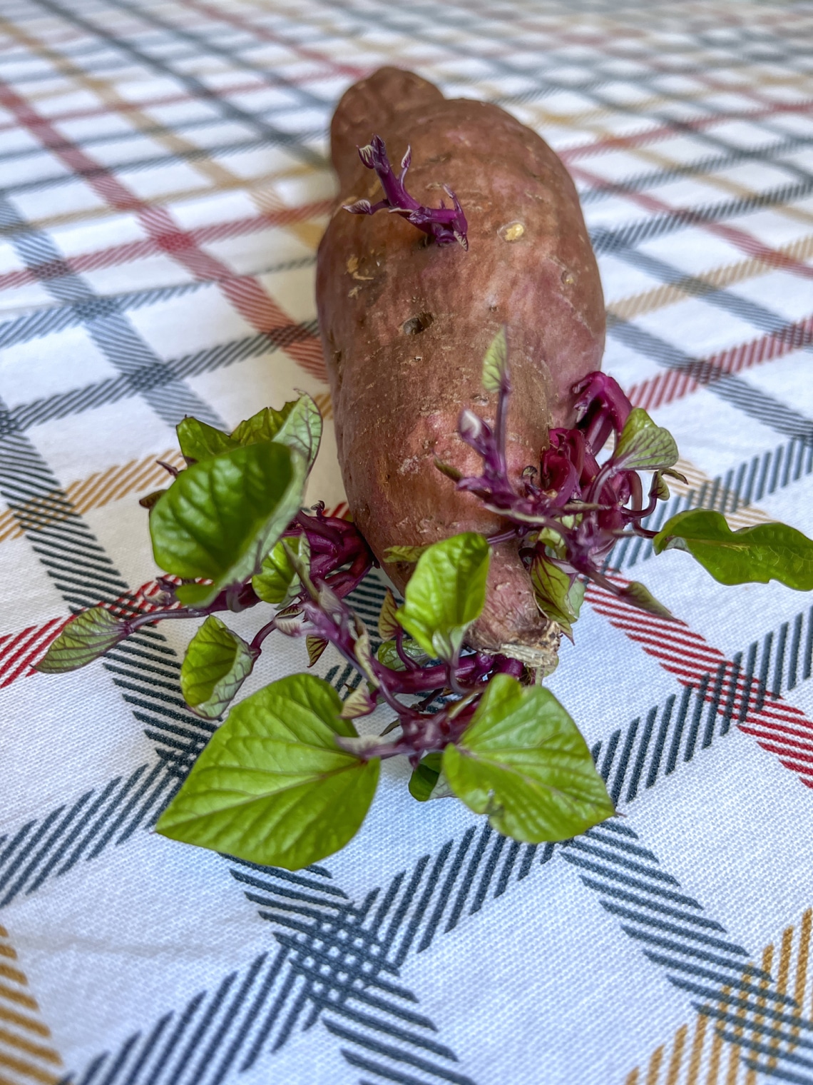 Krumpli