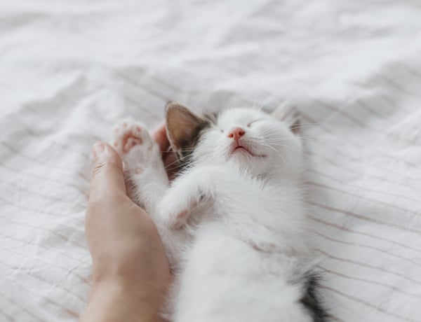 Cicák, akik követnek a fürdőbe is – 7 extrán ragaszkodó macskafajta