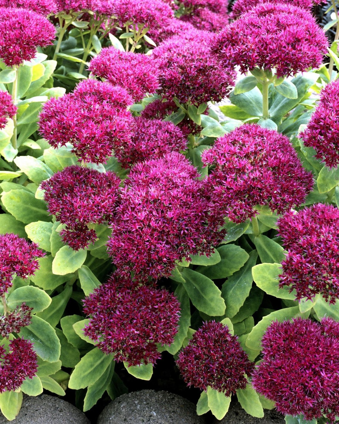 Varjúháj (Sedum)