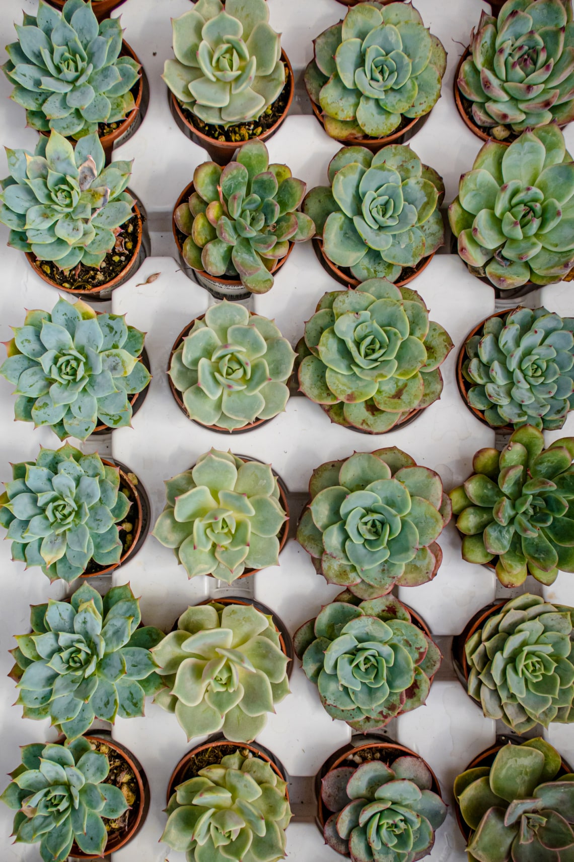 Fáskövirózsa (Echeveria)