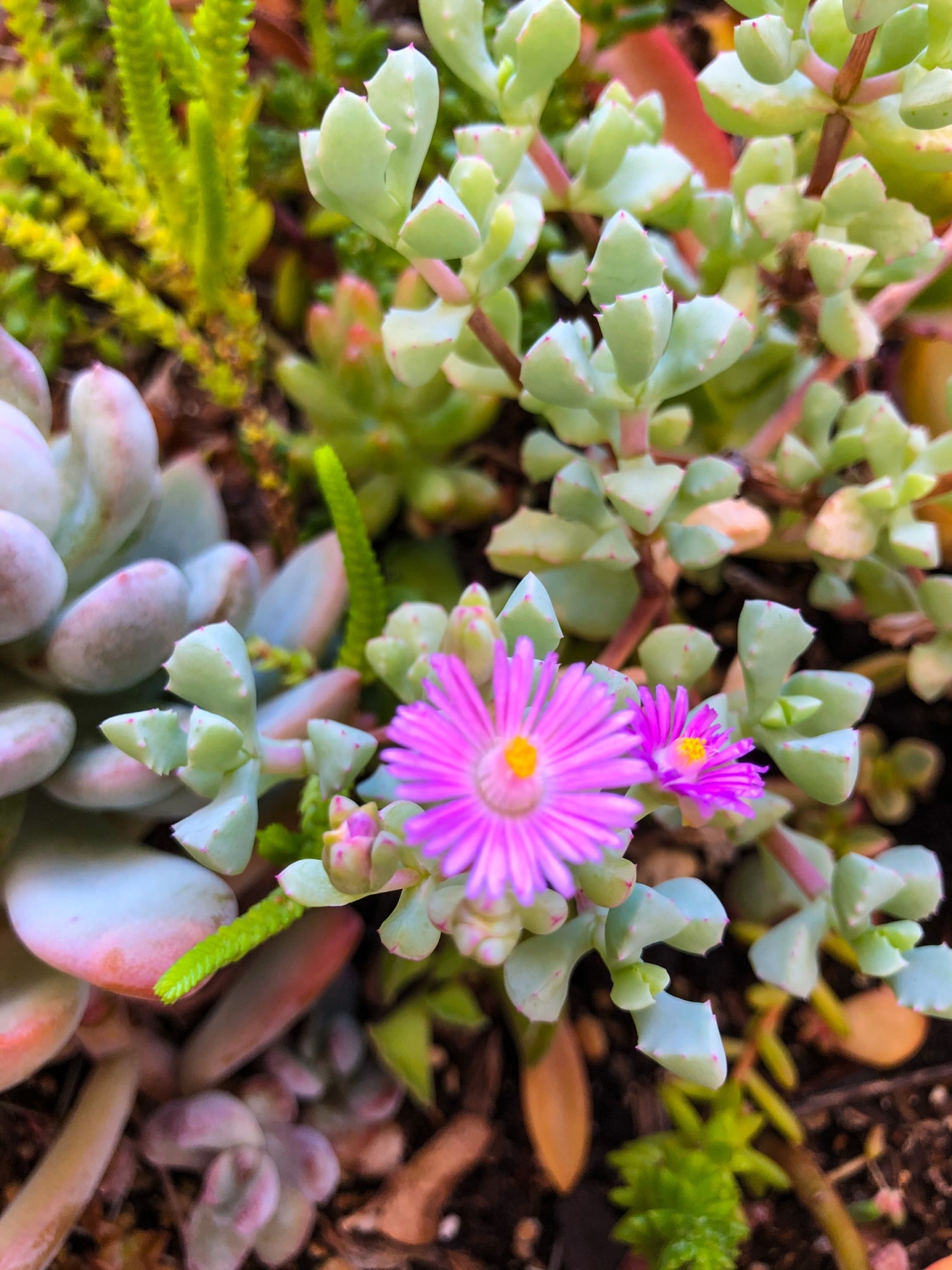 Bíborvörös délvirág (Delosperma)