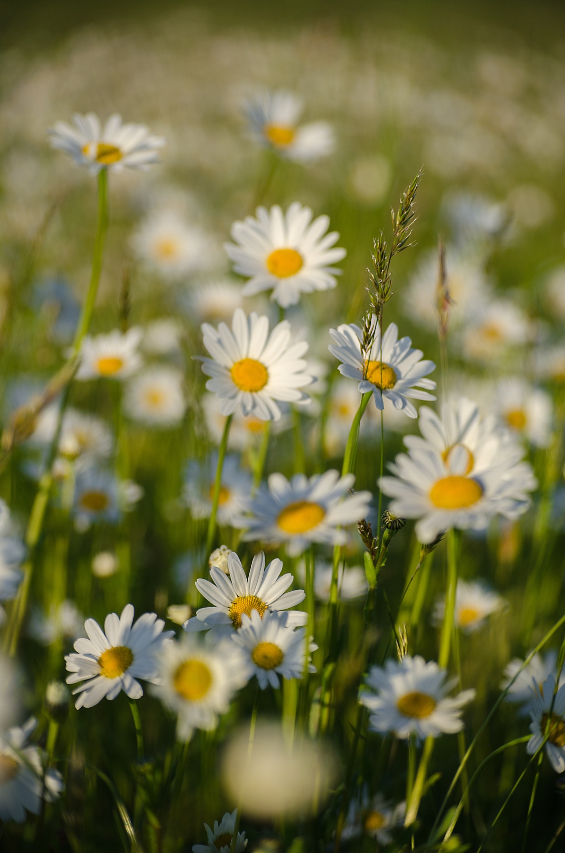 Réti margitvirág/margaréta (Leucanthemum vulgare)