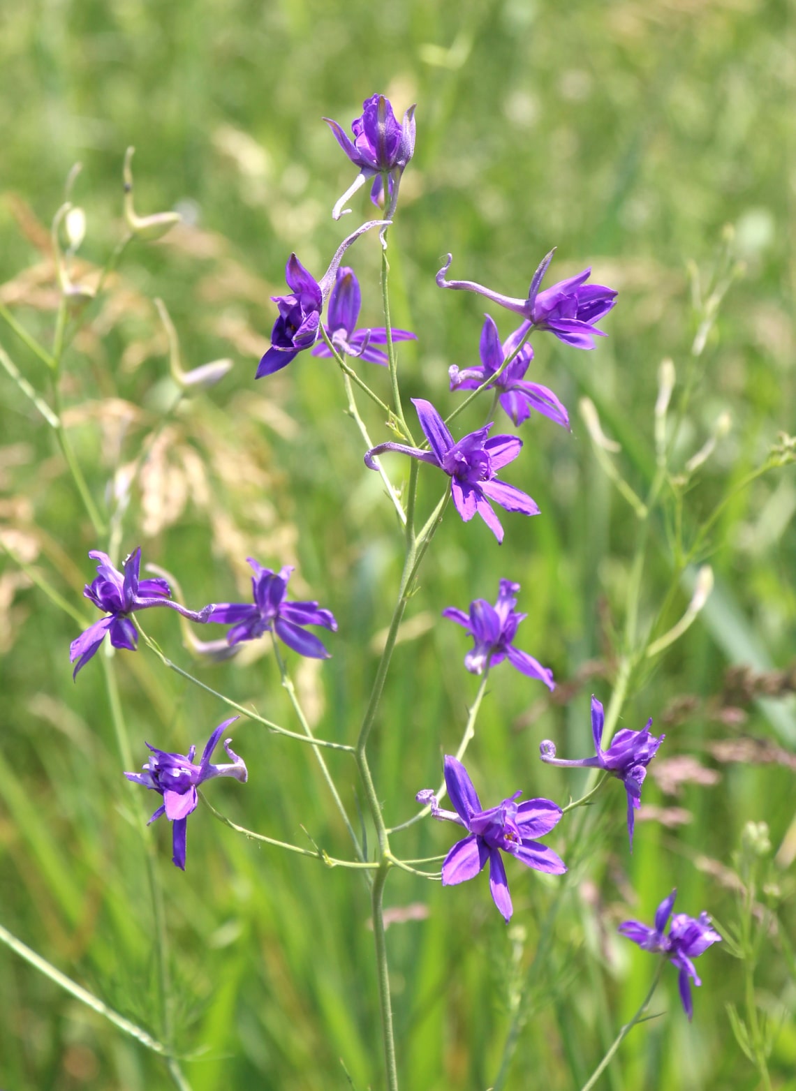 Mezei szarkaláb (Consolida regalis)