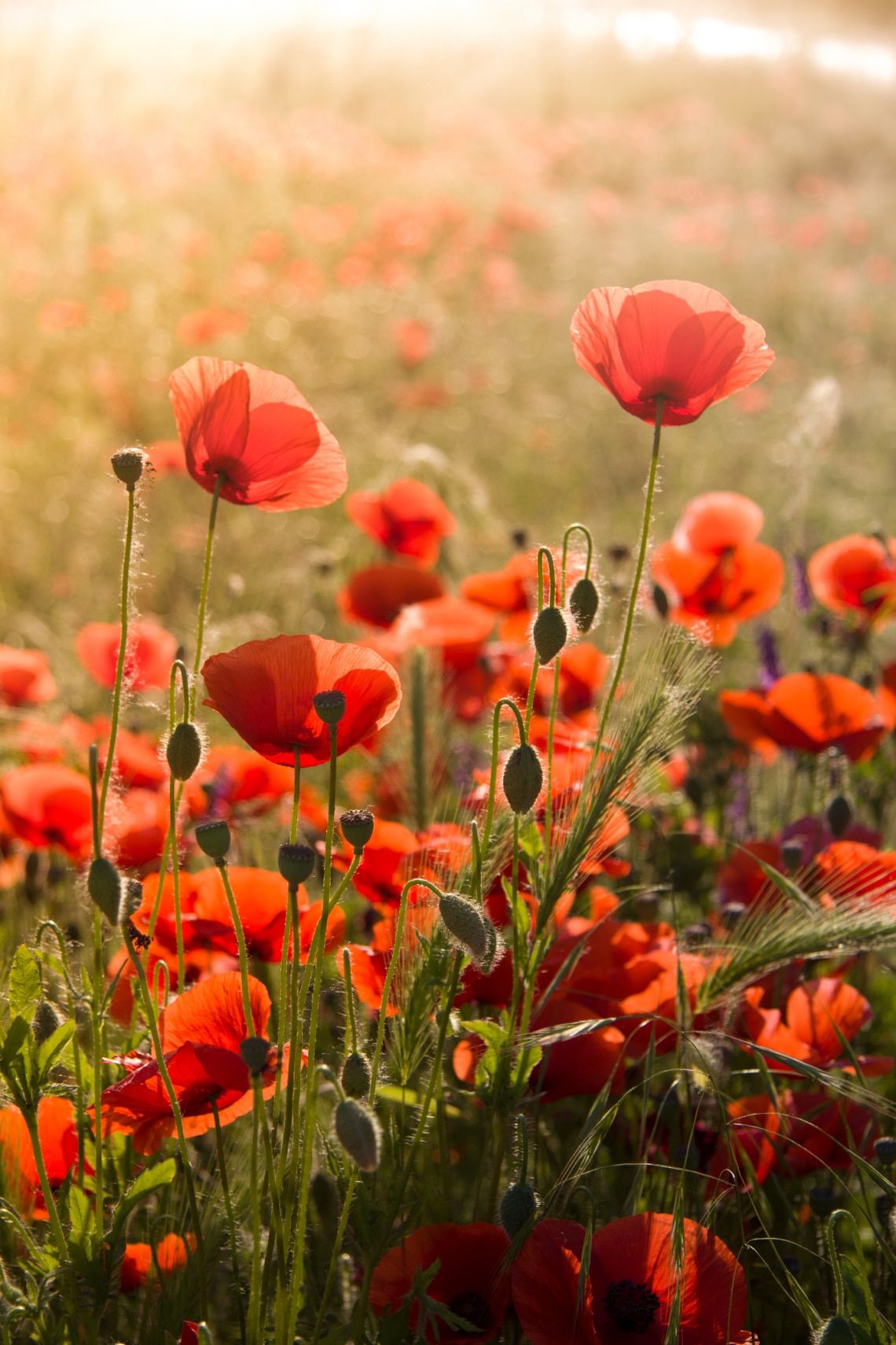Mezei pipacs (Papaver rhoeas)