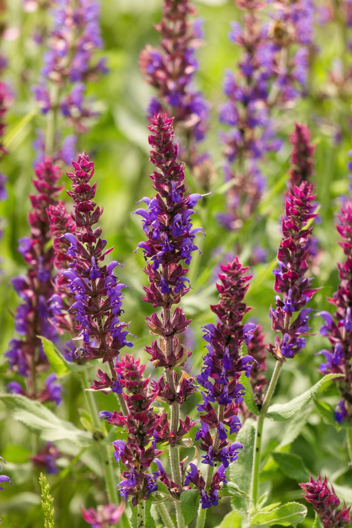 Ligeti zsálya (Salvia nemorosa)
