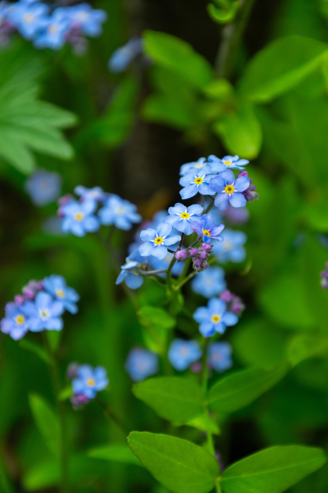 Parlagi nefelejcs (Myosotis arvensis)