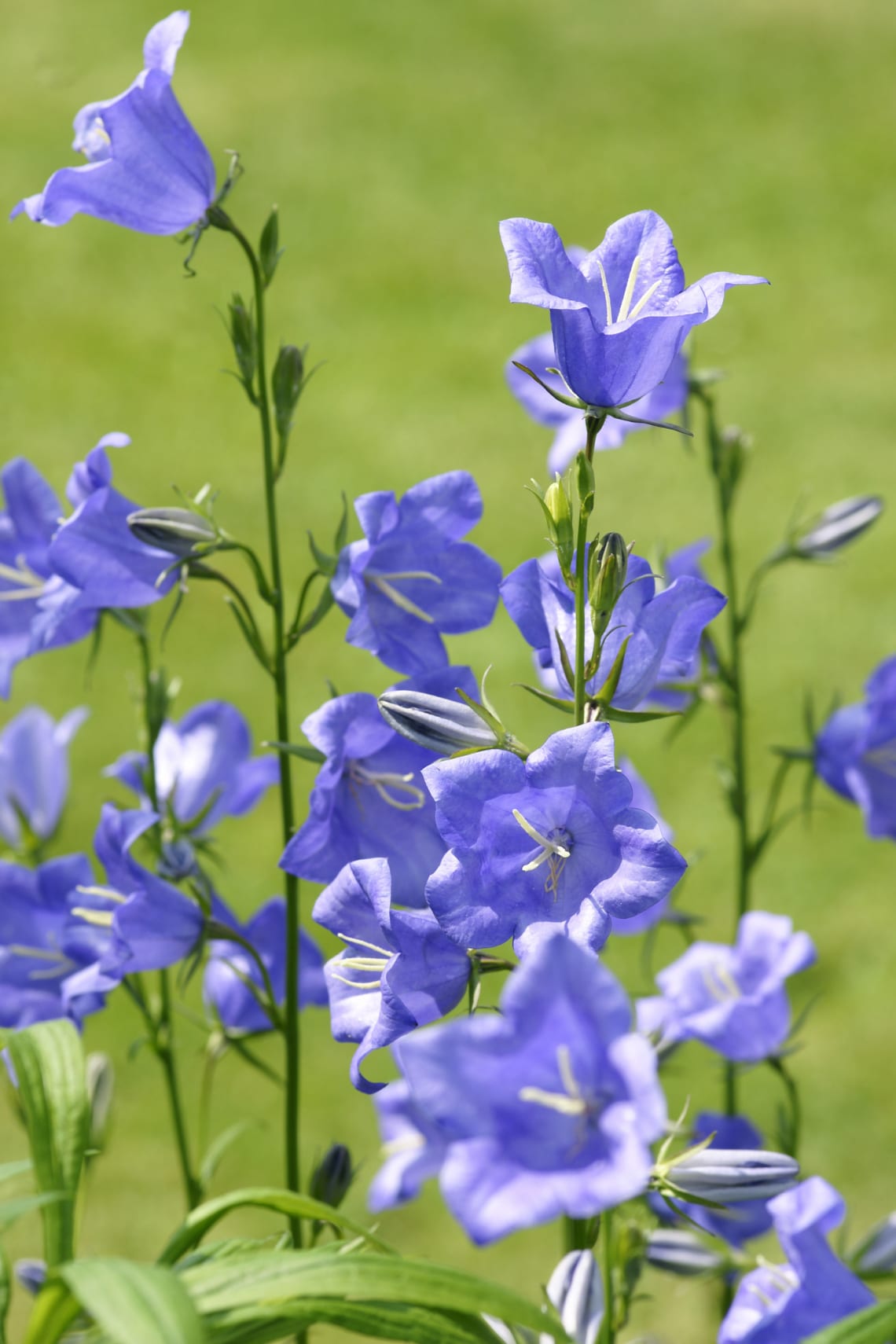 Baracklevelű harangvirág (Campanula persicifolia)