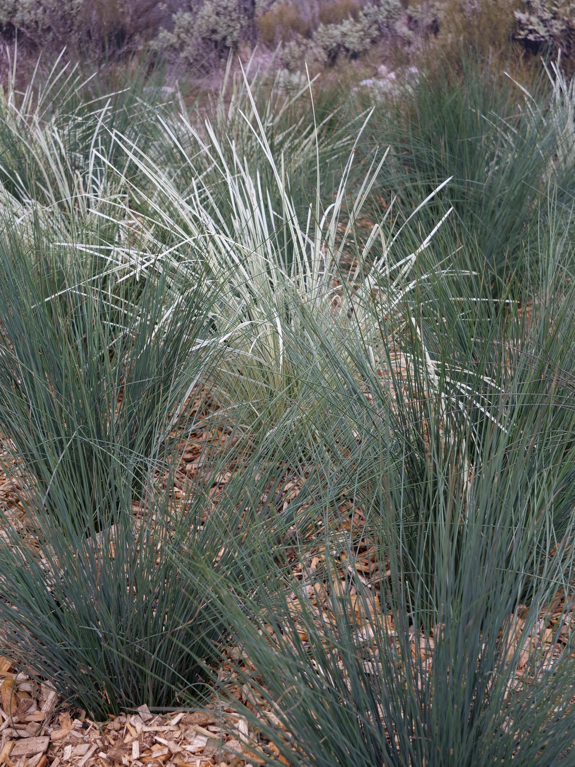 Lomandra