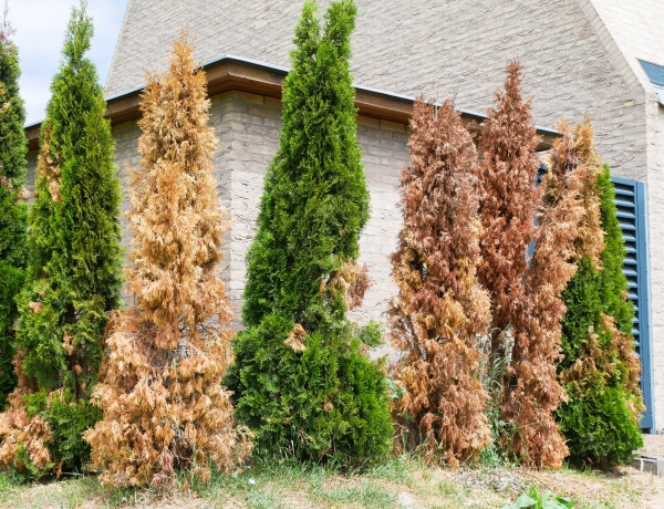 Segítség! Miért barnulnak be a tujáim? Íme a károsodás okai és megelőzésük!