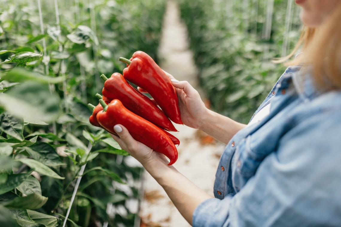8 növény, amit SOHA ne ültess a paprikáid mellé