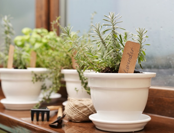 Csináld magad: Az 5 legjobb növény címke jelölő, hogy mindig tudd, mi hol nő a veteményesedben