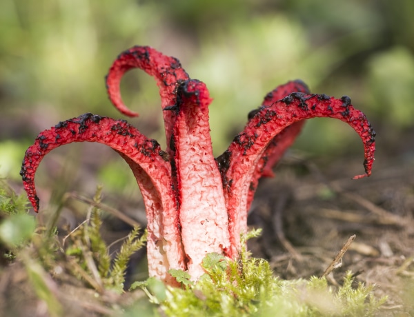 5 hihetetlenül ronda növény, amit nem szeretnél látni