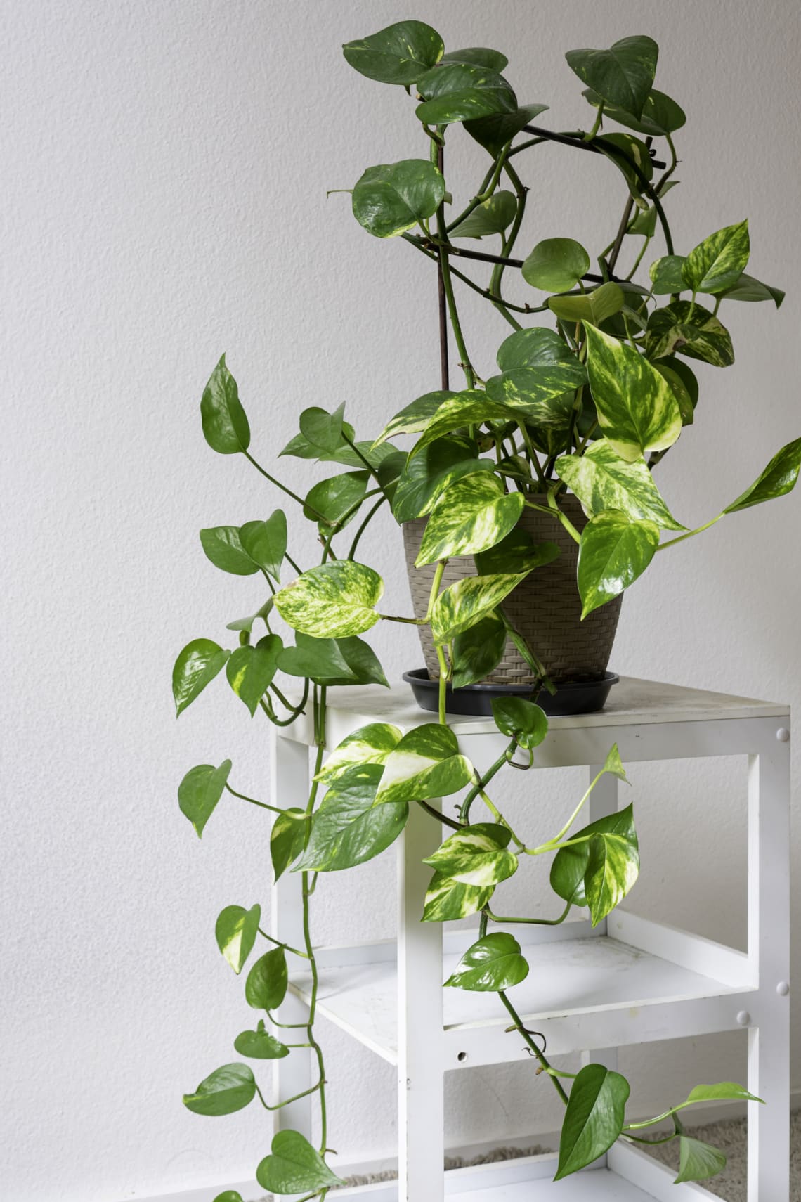 Hegyescsúcsú futóka