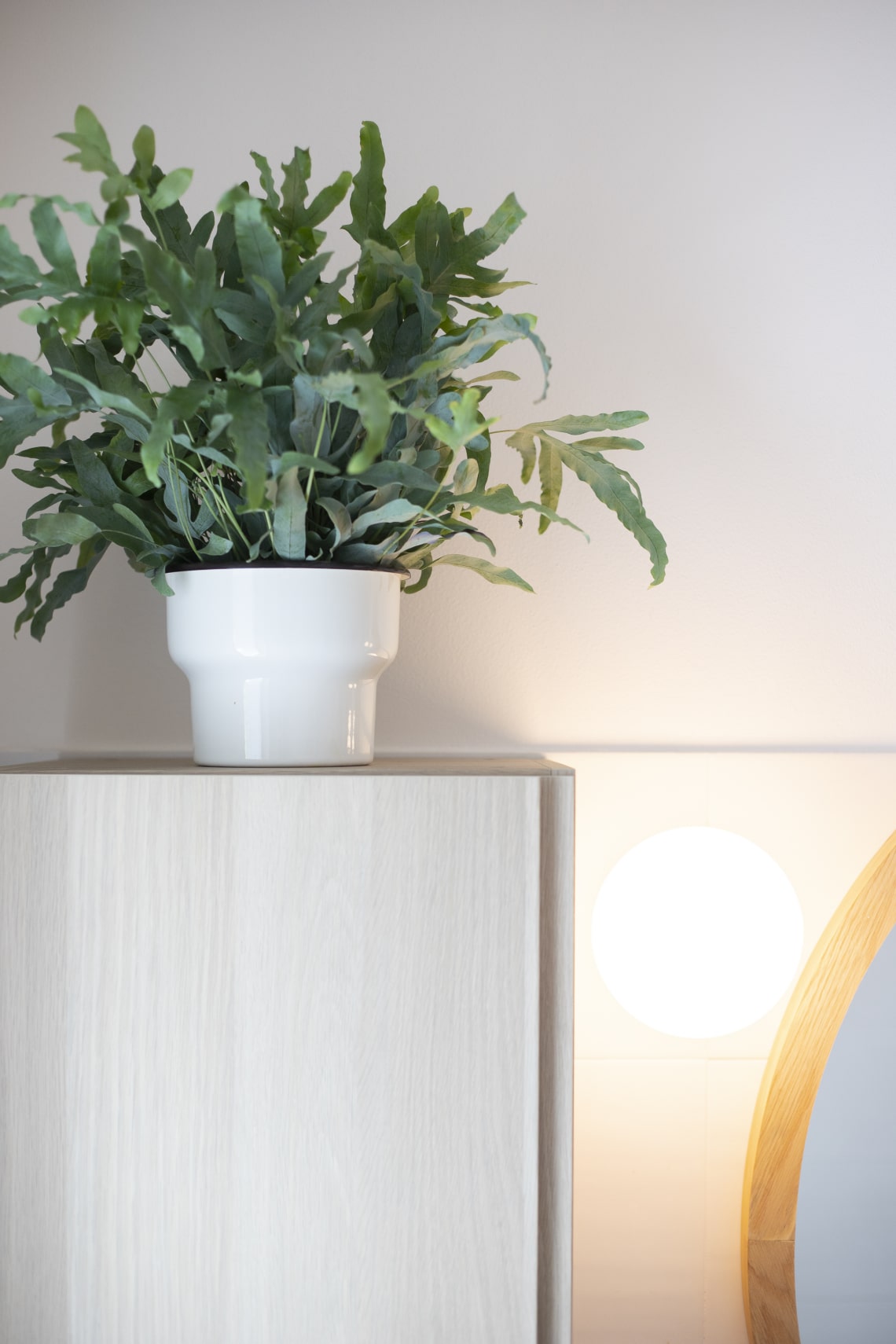 Kék szalagpáfrány