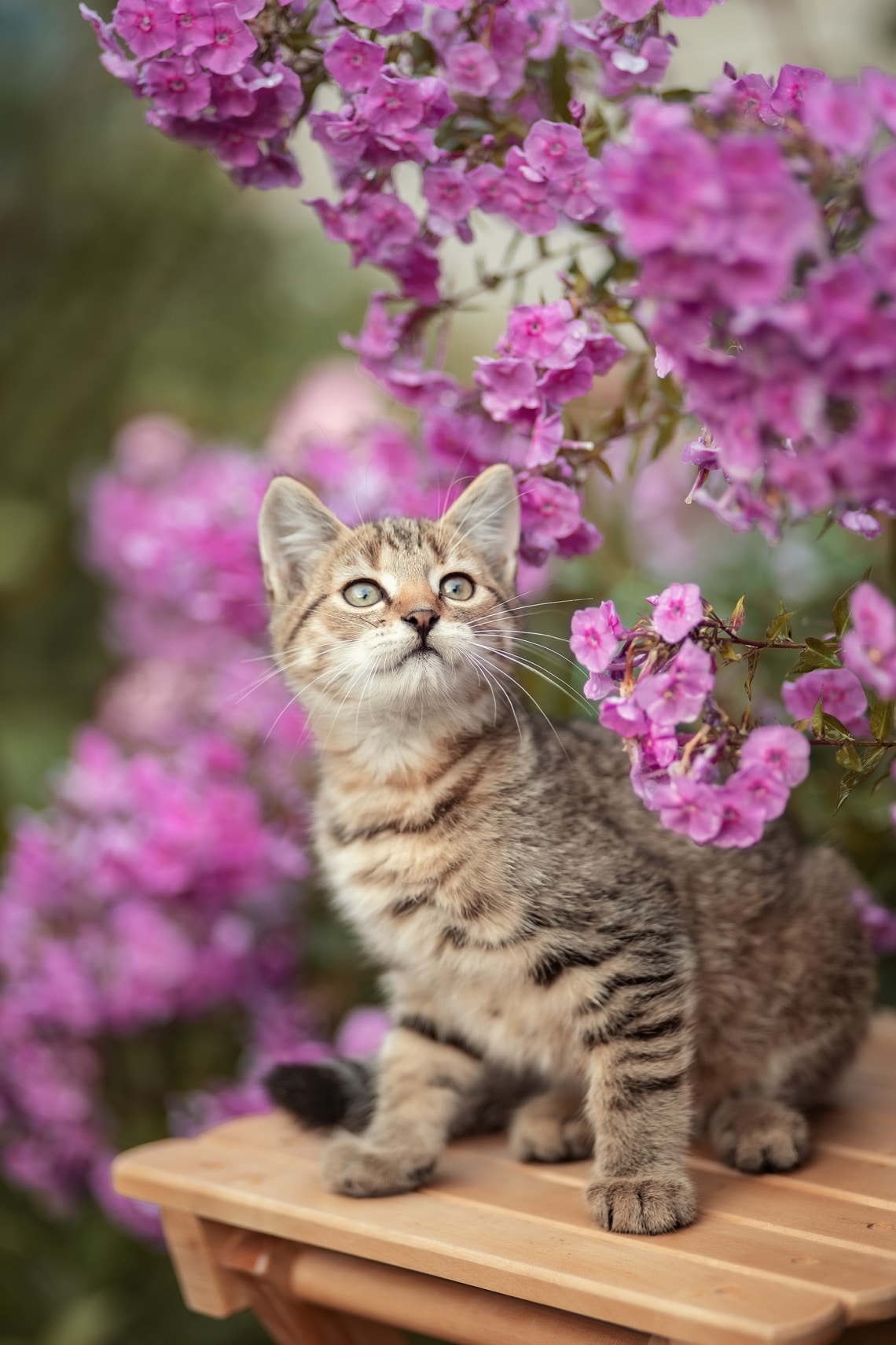 Miaú