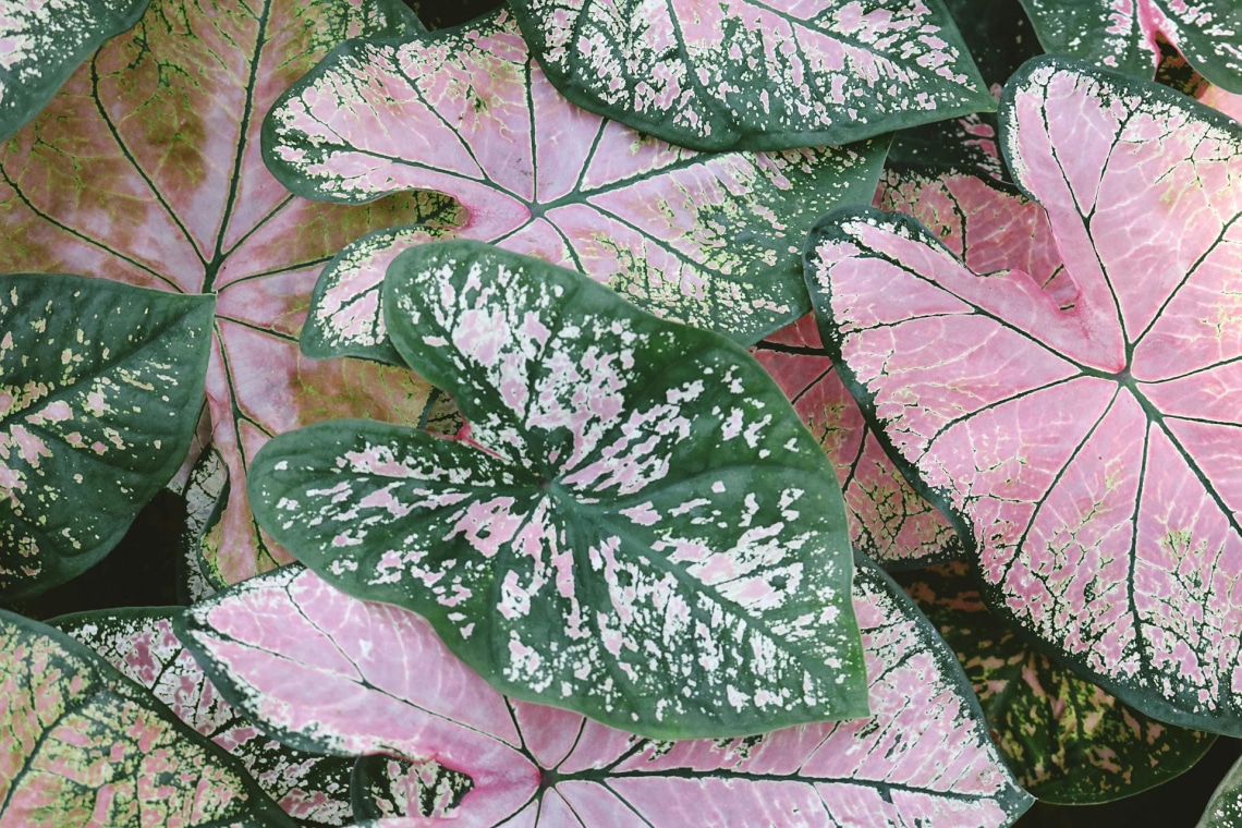 Mire figyeljünk a Caladium gondozásánál?