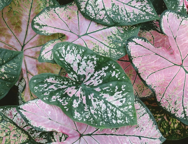 Mire figyeljünk a Caladium gondozásánál?