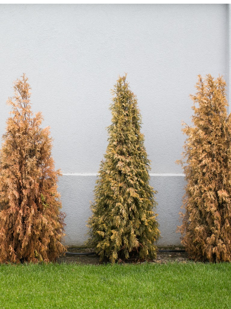 A barna színt téli kiégés is eredményezheti