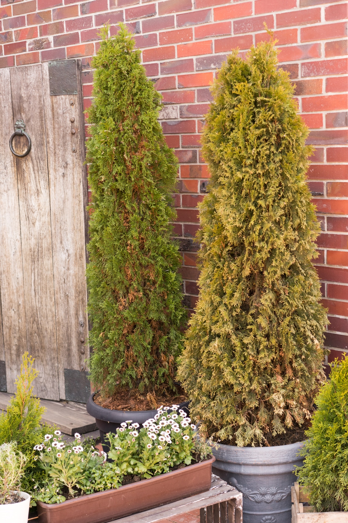 Hogyan akadályozzuk meg, hogy tujánk bebarnuljon?