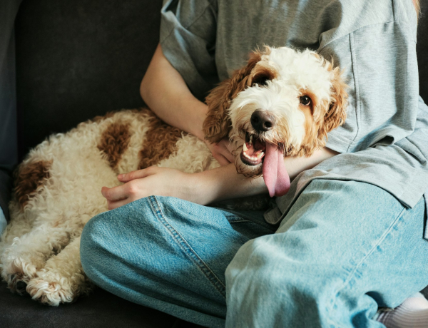Az 5 legcukibb ritka kutyafajta, amit csak kevesen ismernek
