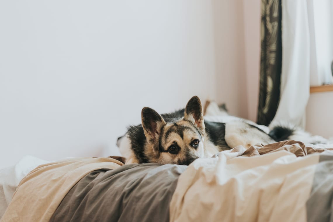 Szorong a kutyád? ÍGY ismerheted fel a stressz jeleit