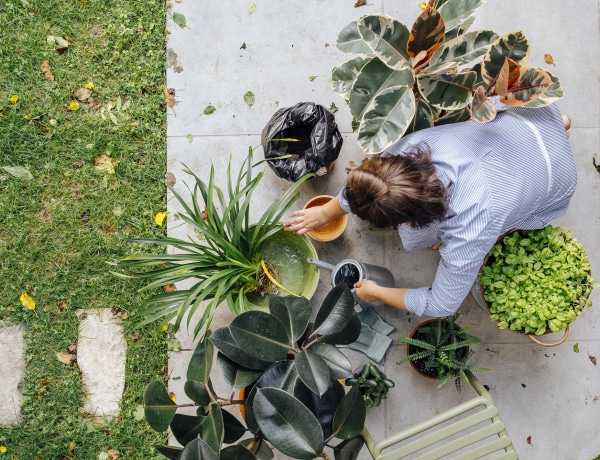Valójában ilyen sűrűn kellene cserélned a földet a növényeid alatt