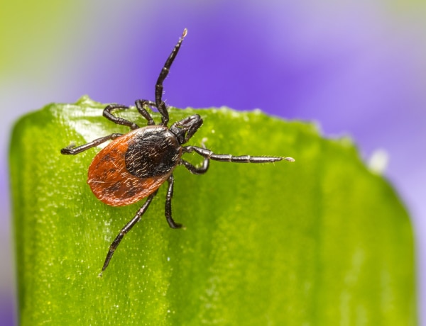 Újabb veszélyes kullancsfajok Magyarországon: így védekezz ellenük