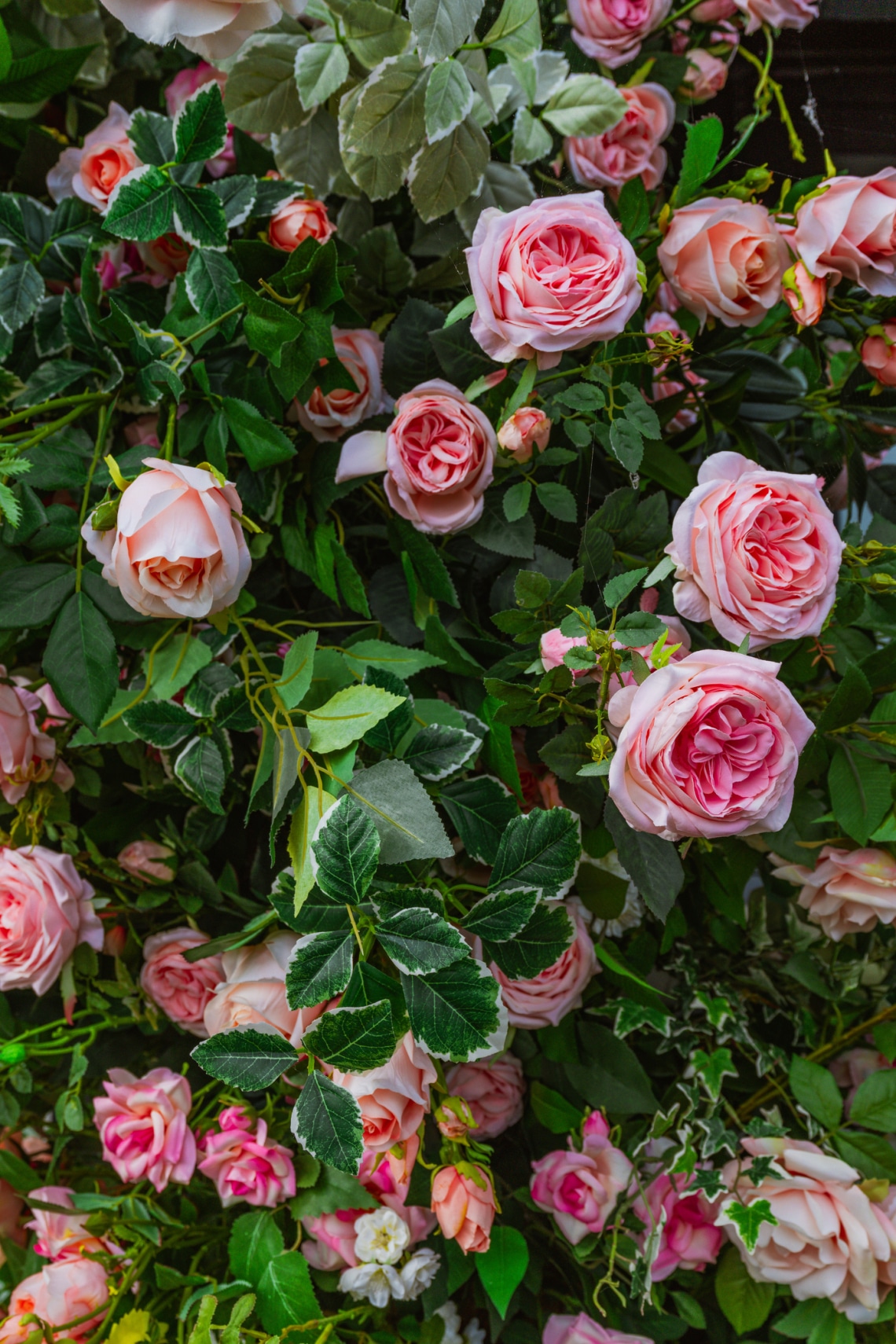 Rózsa (Rosa)
