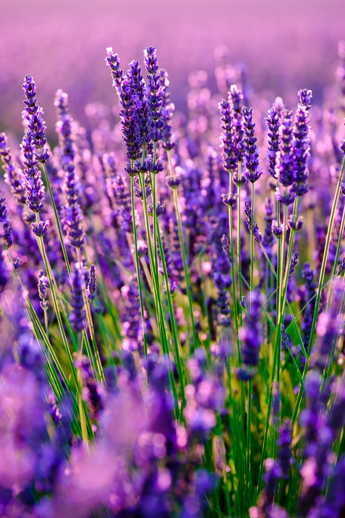 Levendula (Lavandula)