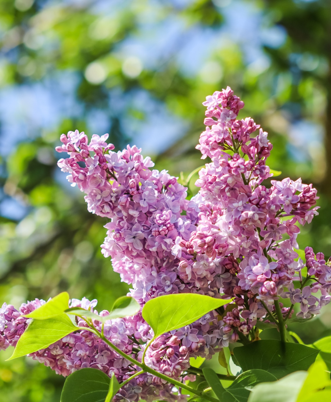 Orgona (Syringa)